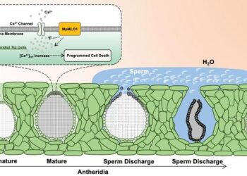 Researchers unveil sperm release mechanism in bryophytes