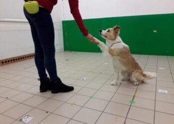 One of the subjects is learning a new command for a trick she already knows.