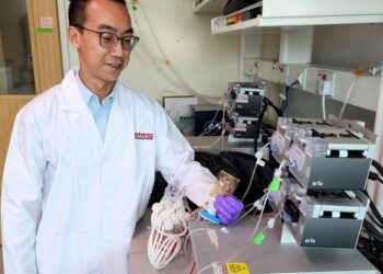 SMART researcher Dr. Wei-Xiang Sin holding the microfluidic chip within which T cells are activated, transduced, and expanded in a 2 millilitre growth chamber.