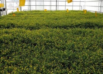 Scientists discover genetic ‘off switch’ in legume plants that limits