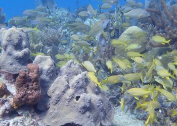 Scientists ‘read’ the messages in chemical clues left by coral reef inhabitants