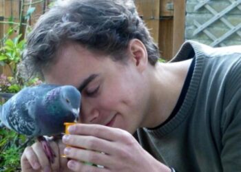 Seeking social proximity improves flight routes among pigeons