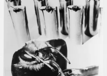 Behavioral and genetic correlates of heterogeneity in learning performance in individual honeybees, Apis mellifera