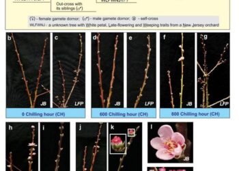 The pedigree of the late-flower peach (LFP) and its chilling requirement.