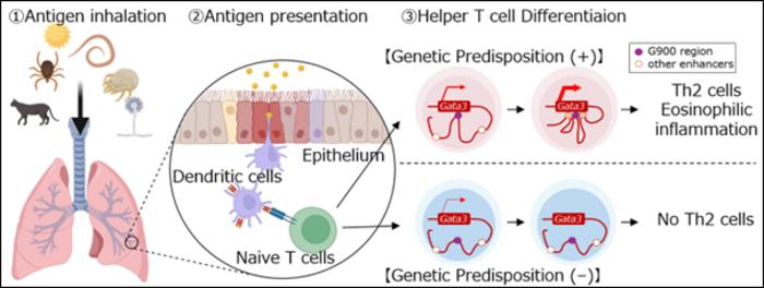 The G900 region induces in vivo Th2 cell differentiation through the optimization of chromatin structure.