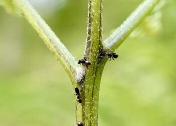 ant on plant