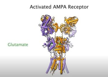 AMPA receptor