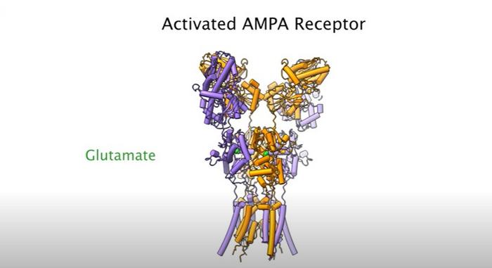 AMPA receptor