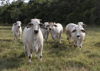 Cattle sweating study