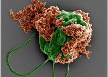 Microrobots treat lung metastasis - SEM