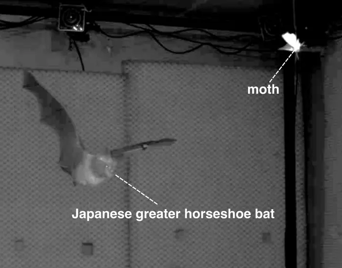 A bat chasing a moth in an experiment chamber