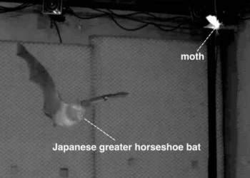 A bat chasing a moth in an experiment chamber