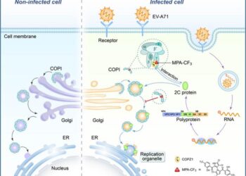 Chemoproteomics enables identification of coatomer subunit zeta-1 targeted by a small molecule for enterovirus A71 inhibition