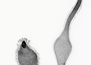 Lacrymaria olor