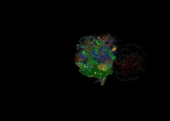 A video summary of methods used for the research in fruit flies, showing neurons that transform brain signals into commands for movement.