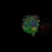 A video summary of methods used for the research in fruit flies, showing neurons that transform brain signals into commands for movement.