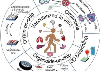 Various techniques, including organ-on-chip, organoid, organoid-on-chip, and 3D bioprinting, are effective methods to create vascularized chips in vitro.