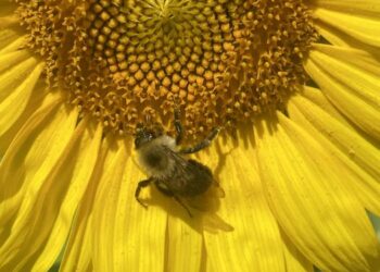 Bombus on a sunflower