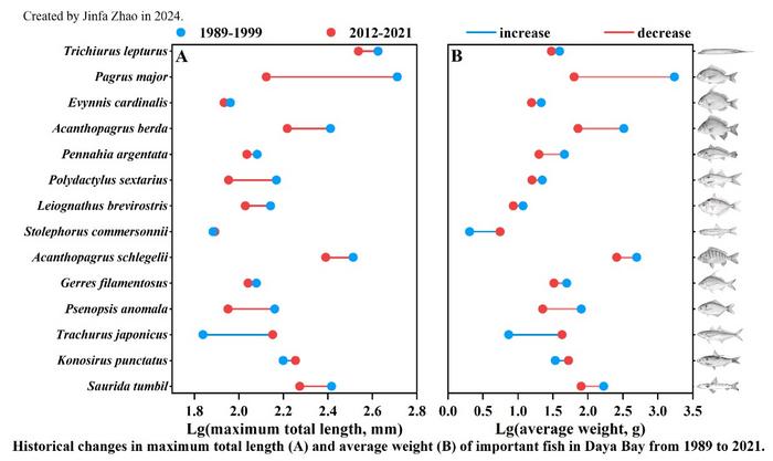 Historical changes in maximum total length(A) and average weight(B) of important fish in Daya Bay from 1989 to 2021