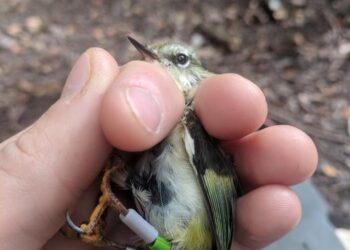 Titipounamu in hand.