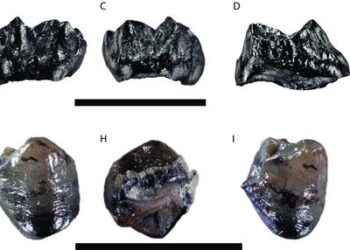 Buronius manfredschmidi—A new small hominid from the early late Miocene of Hammerschmiede (Bavaria, Germany)