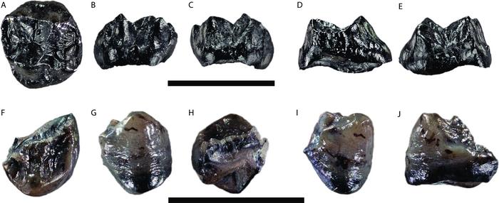 Buronius manfredschmidi—A new small hominid from the early late Miocene of Hammerschmiede (Bavaria, Germany)