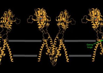 Opening the Kainate Receptor