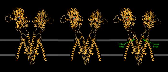 Opening the Kainate Receptor