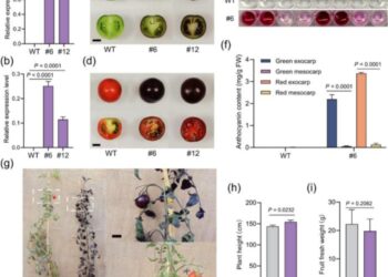 SlPR10-driven transgenic expression of SlANT1 produces tomato fruit with anthocyanin enrichment in the exocarp.