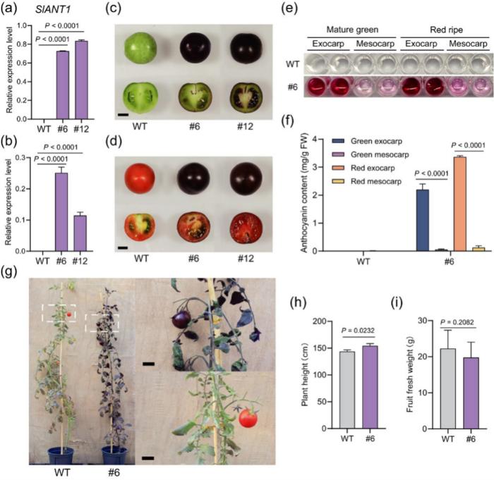SlPR10-driven transgenic expression of SlANT1 produces tomato fruit with anthocyanin enrichment in the exocarp.