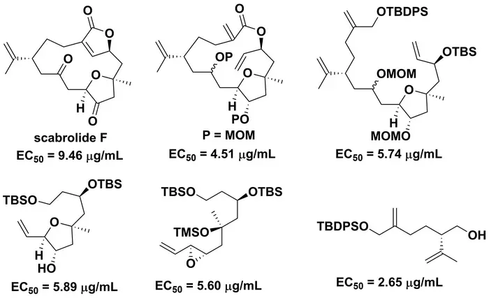 Scabrolide F and its synthetic intermediates