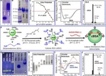 Synthesis and characterization of cBSA and cBSA/dsGUS RNA nanocomplexes.