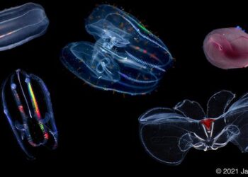 collage of comb jellies