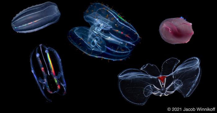 collage of comb jellies