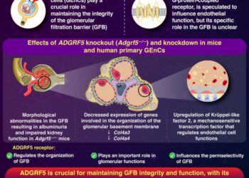Deciphering the Links Between the ADGRF5 Cell Receptor and the Organization of the Glomerular Filtration Barrier