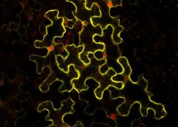 N. benthamiana leaf cells