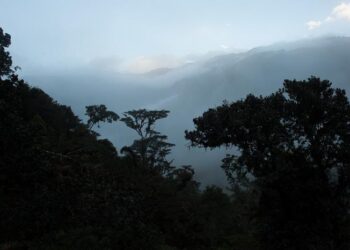 Rainforest canopy