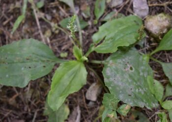 Plantago