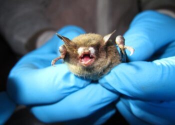 Bat with white-nose syndrome