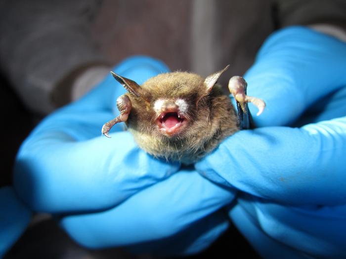 Bat with white-nose syndrome