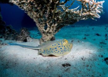 Bluespotted ribbontail ray