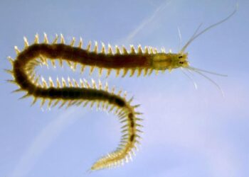 A new breakthrough in understanding regeneration in a marine worm