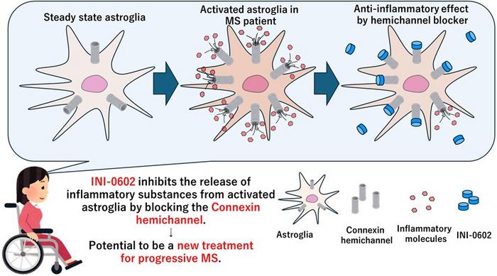 Researchers from Japan identify a new therapeutic target for chronic multiple sclerosis (MS)