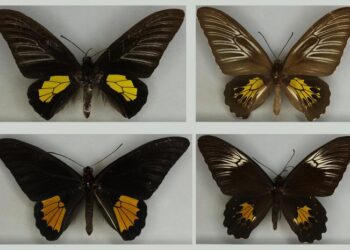 Haliphron birdwing butterflies