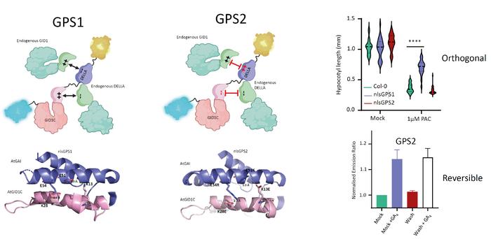 Engineering GPS2 biosensor