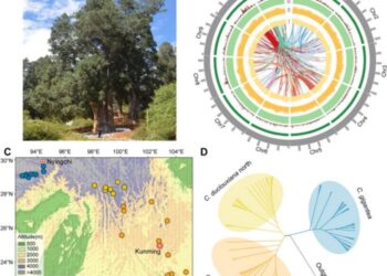 Habit, genomic landscape, geographic sampling, and phylogeny for Cupressus gigantea.