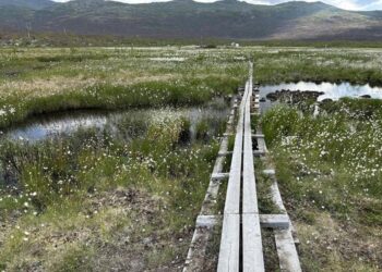 Although tiny, peatland microorganisms have a big impact on climate