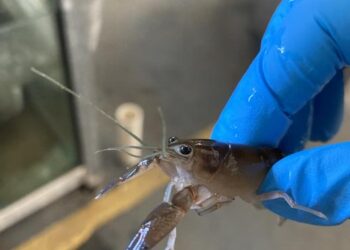Crayfish in laboratory
