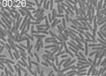 Bacterial glass