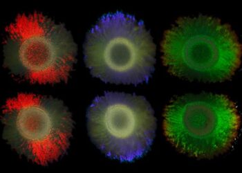 Marinobacter alginolytica